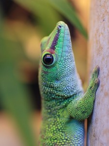 gecko