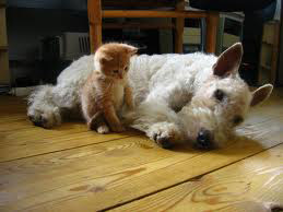 kitten with dog